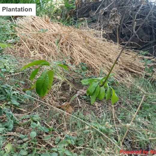 Every Product, A New Tree: Aetheria’s Commitment to Agroforestry – Planting