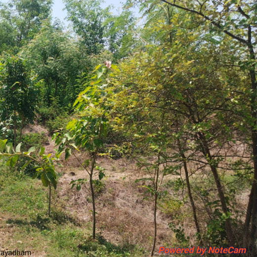 Alliance Bernstein’s Step Toward Greener Cities with Urban Forest Engagement – 1 year