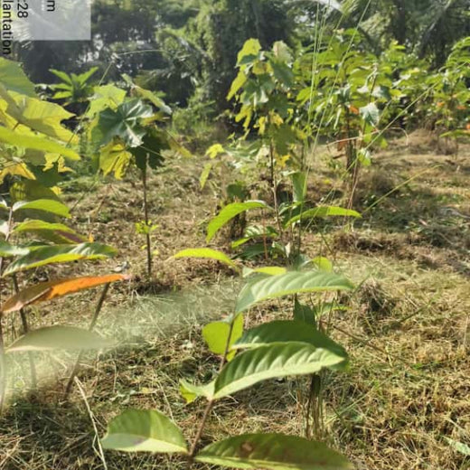 Alliance Clubs Dist. 101: World Environment Day Initiative – 2 years