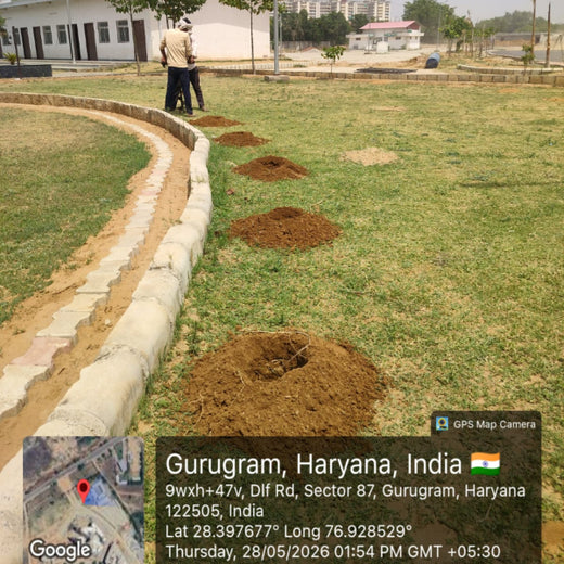 Green Steps Forward: Alvarez & Marsal’s Green Engagement Initiative – Planting