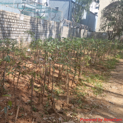 Urban Green Partnership: Amazon GPO-IN’s Global Step for Local Impact – 6 months