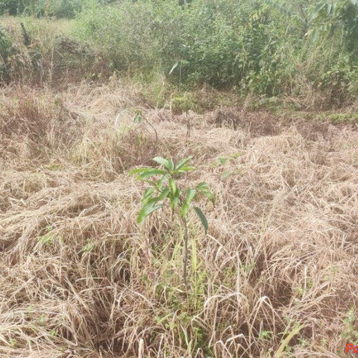 Beyond Today: Garg & Swarnakar Family’s Gift to Nature – 1 year