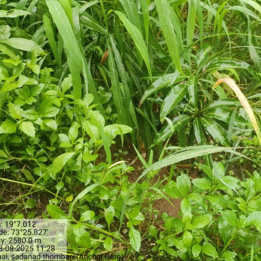 Beyond Today: Garg & Swarnakar Family’s Gift to Nature – 6 months