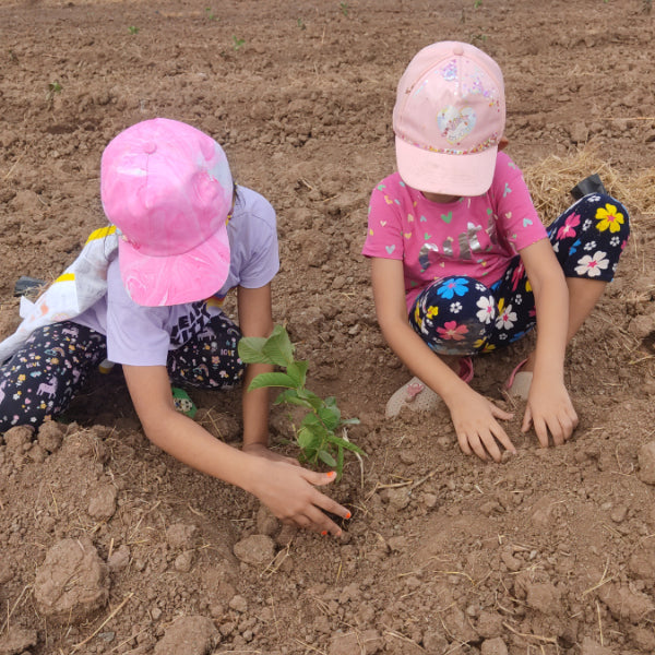 Trees for Sister