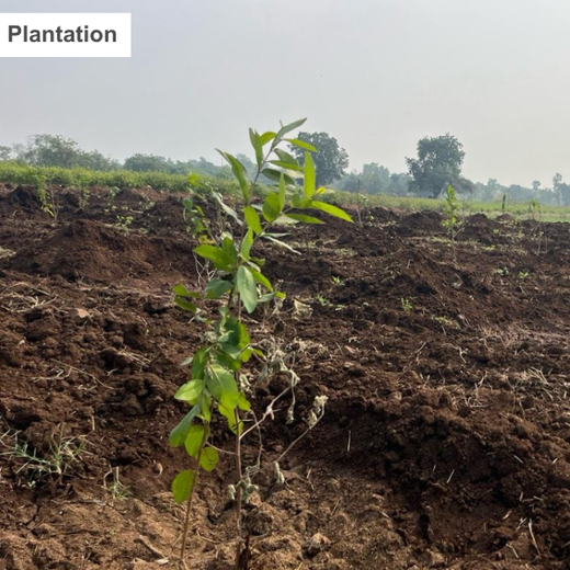 Planting Purpose: AndPurpose’s Commitment to Trees, Farmers & Impact – Planting