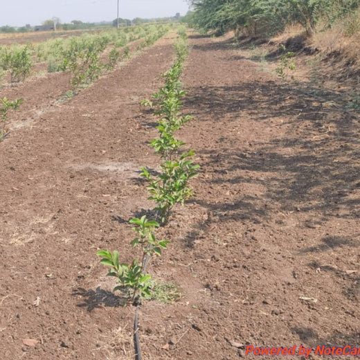 Charting a Greener Course: Andromeda Shipping’s CSR Journey – Planting