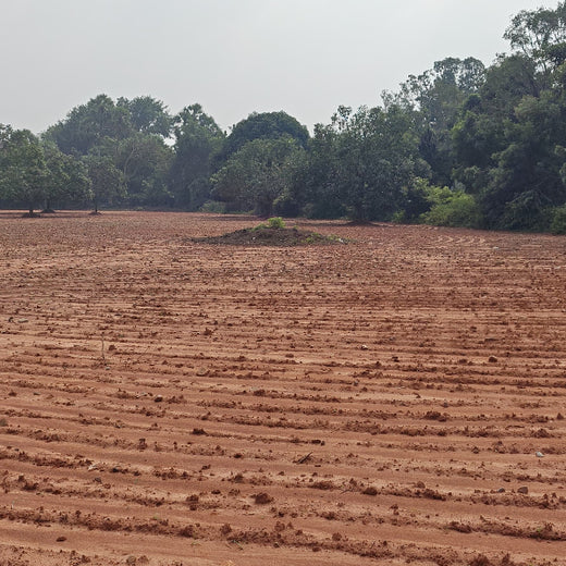 Apollo Tyres’ Mission to Boost Farmer Livelihoods and Tree cover in Andhra Pradesh – Planting