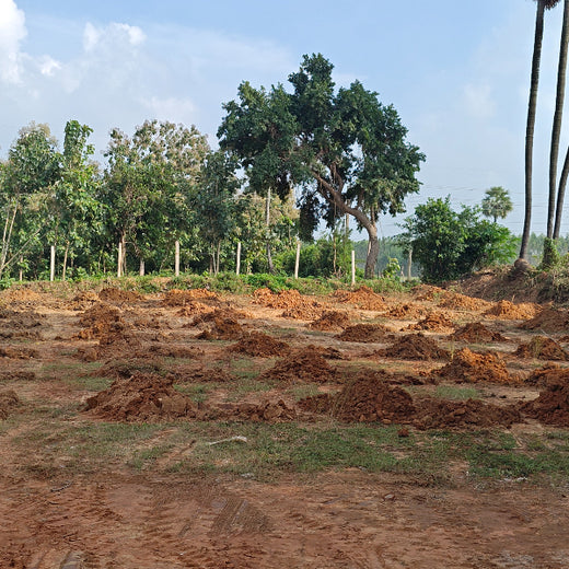 Apollo Tyres’ Mission to Boost Farmer Livelihoods and Tree cover in Andhra Pradesh – Planting