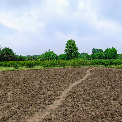 Apollo Tyres’ Mission to Boost Farmer Livelihoods and Tree cover in Andhra Pradesh – Planting