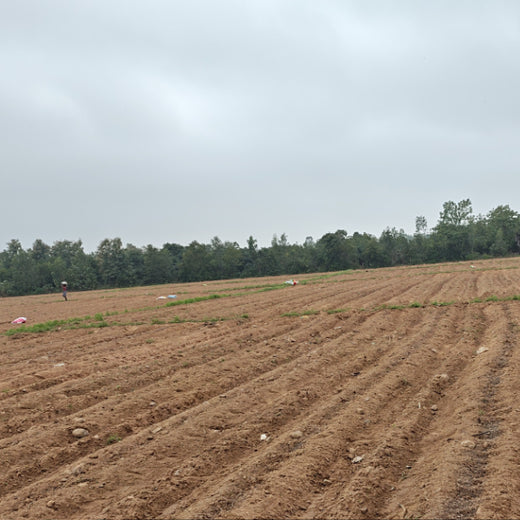 Apollo Tyres’ Mission to Boost Farmer Livelihoods and Tree cover in Andhra Pradesh – Planting