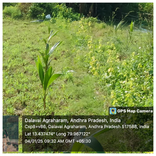 Apollo Tyres’ Mission to Boost Farmer Livelihoods and Tree cover in Andhra Pradesh – 1 year