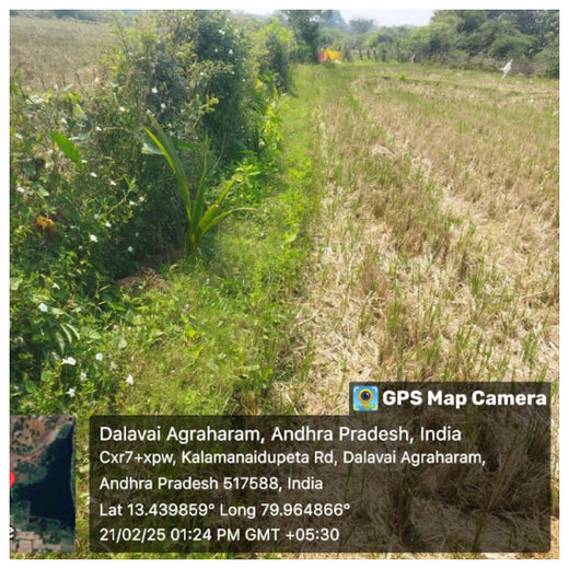 Apollo Tyres’ Mission to Boost Farmer Livelihoods and Tree cover in Andhra Pradesh – 1 year