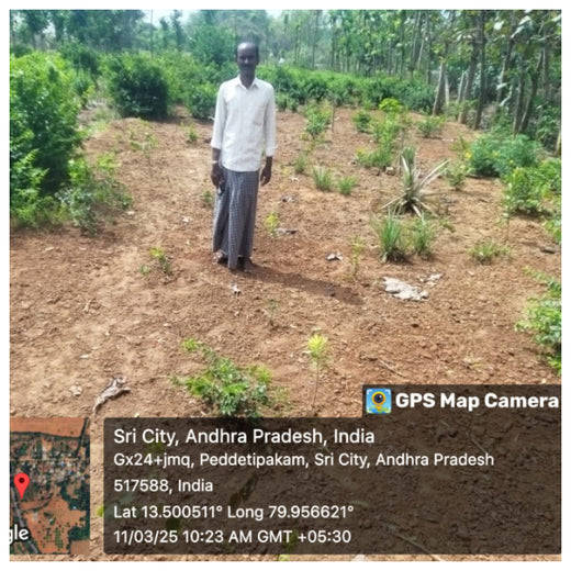Apollo Tyres’ Mission to Boost Farmer Livelihoods and Tree cover in Andhra Pradesh – 1 year