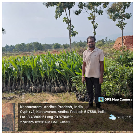 Apollo Tyres’ Mission to Boost Farmer Livelihoods and Tree cover in Andhra Pradesh – Planting
