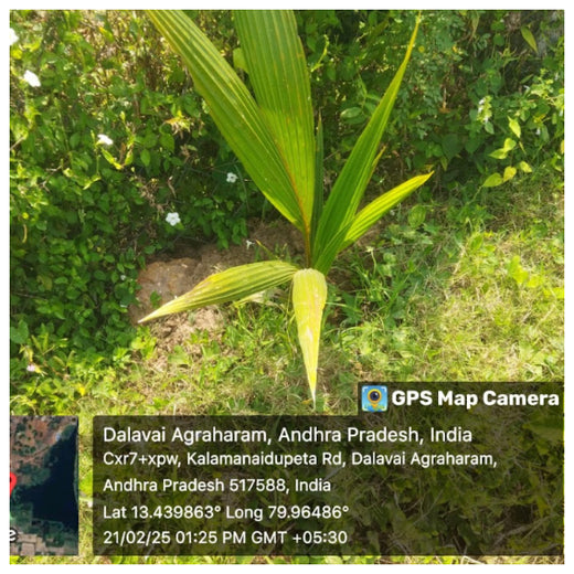 Apollo Tyres’ Mission to Boost Farmer Livelihoods and Tree cover in Andhra Pradesh – 1 year