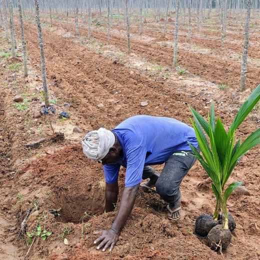 Apollo Tyres’ Mission to Boost Farmer Livelihoods and Tree cover in Andhra Pradesh – 1 year