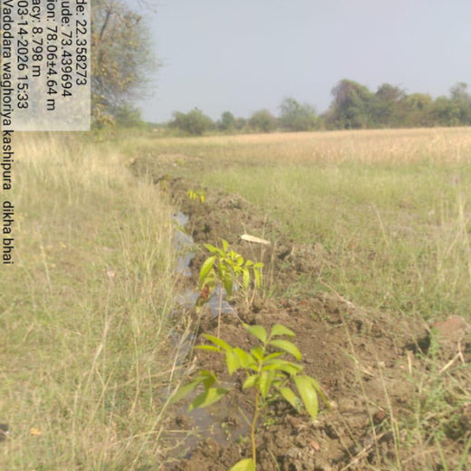 Apollo Tyres: Growing Livelihoods and Green Cover in Gujarat – 3 years