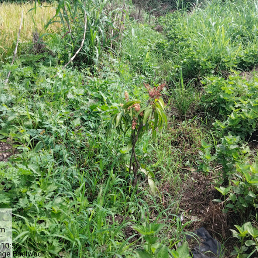 40 Years Strong: Planting Trees, Growing Memories in Agroforests – 1 year