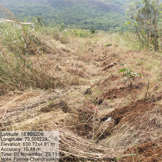 40 Years Strong: Planting Trees, Growing Memories in Agroforests – 2 years