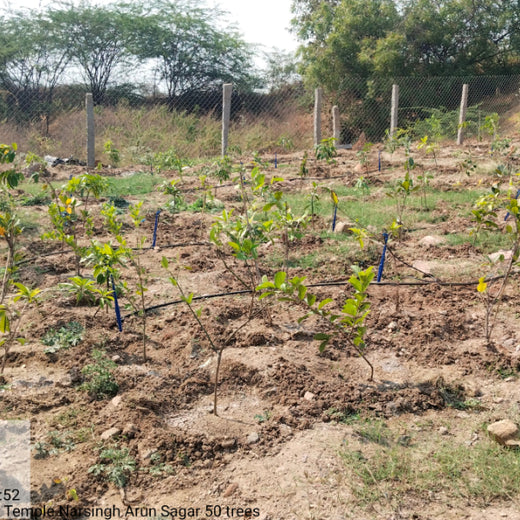 Avyuktha’s First Birthday: Arun Sagar & Savithra’s Green Gift for Their Daughter – 6 months