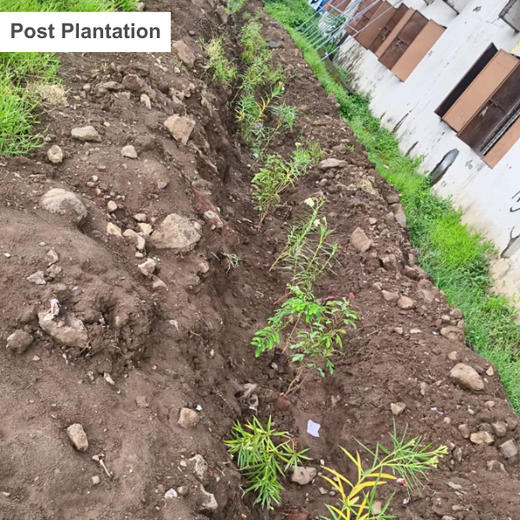 Ascertis Credit’s Eco Initiative: Growing a Better Tomorrow – 6 months