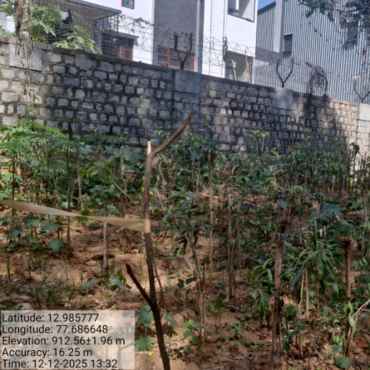 Urban Oasis: Austin Monks’ Green Vision in Bangalore – 6 months