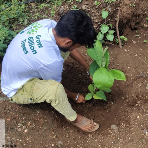 EcoOnboard: A Tree for Every New Chapter at Availity – Planting