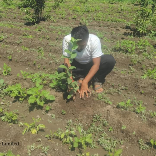 EcoOnboard: A Tree for Every New Chapter at Availity – Planting