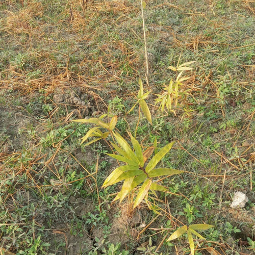 Ayodhya Green Haven: Community Green Cover by Grow Billion Trees – Planting