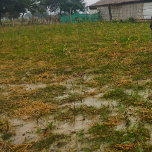 Ayodhya Green Haven: Community Green Cover by Grow Billion Trees – Planting