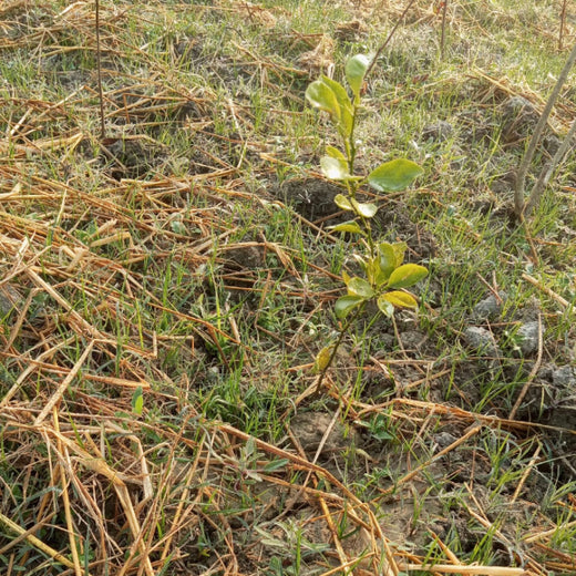 Ayodhya Green Haven: Community Green Cover by Grow Billion Trees – Planting