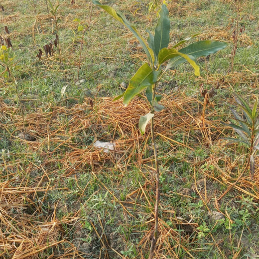 Ayodhya Green Haven: Community Green Cover by Grow Billion Trees – Planting