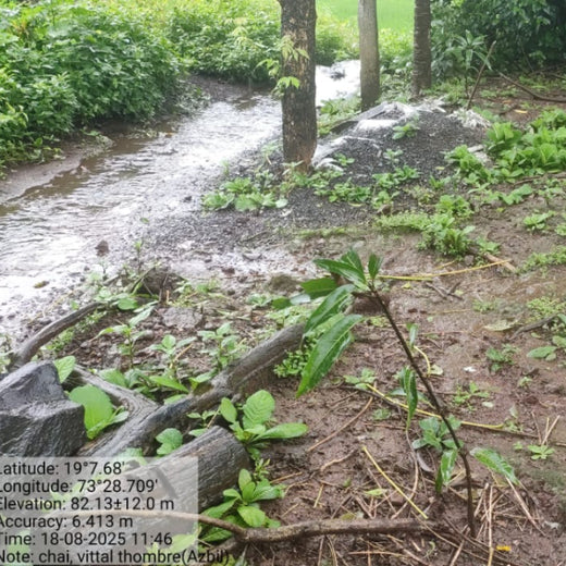 Azbil’s Agroforestry Action: Empowering Agroforests for a Sustainable Future – 1 year