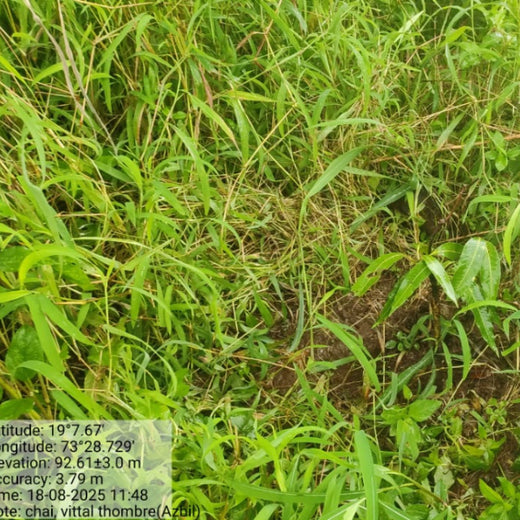 Azbil’s Agroforestry Action: Empowering Agroforests for a Sustainable Future – 1 year