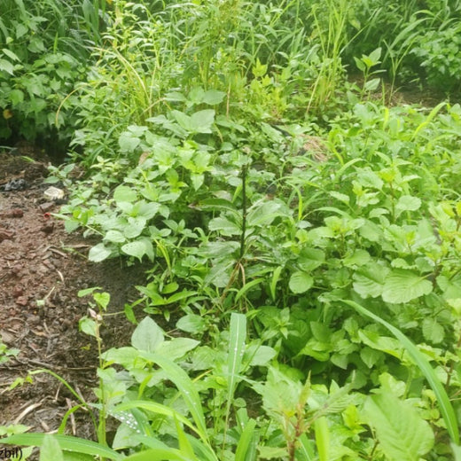 Azbil’s Agroforestry Action: Empowering Agroforests for a Sustainable Future – 1 year
