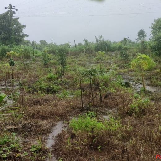 Azbil’s Agroforestry Action: Empowering Agroforests for a Sustainable Future – 1 year