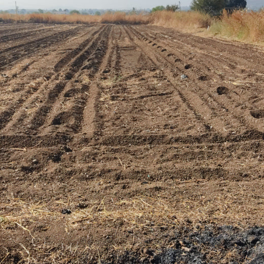Azbil’s Agroforestry Action: Empowering Agroforests for a Sustainable Future – Planting
