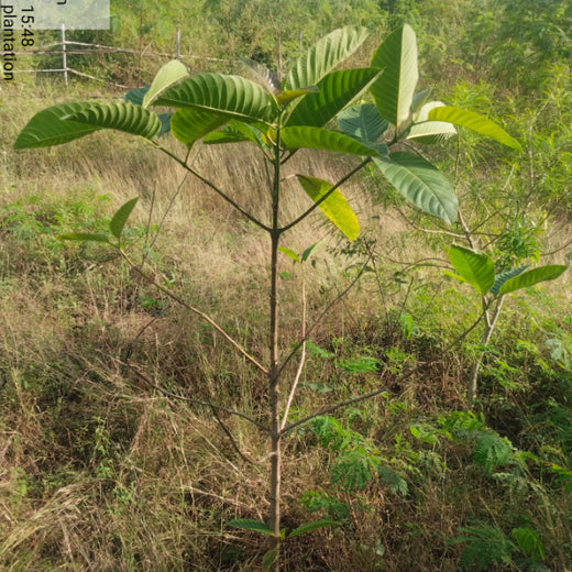 Azbil's Urban Forest Initiative: Empowering Employees, Enriching Ecosystems – 1 year