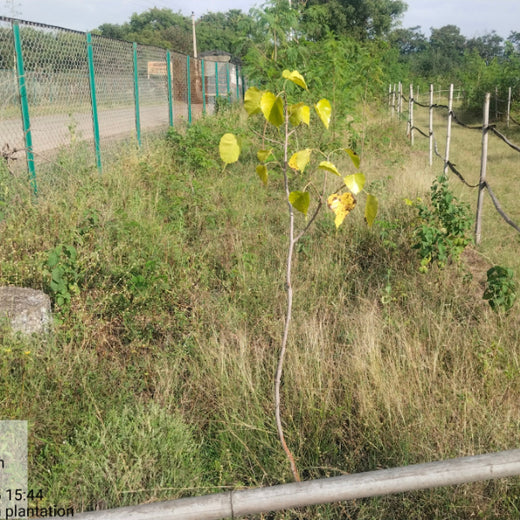 Azbil's Urban Forest Initiative: Empowering Employees, Enriching Ecosystems – 1 year