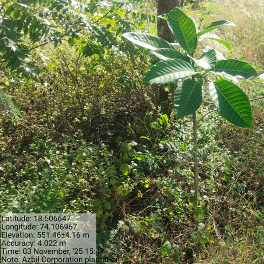 Azbil's Urban Forest Initiative: Empowering Employees, Enriching Ecosystems – 1 year