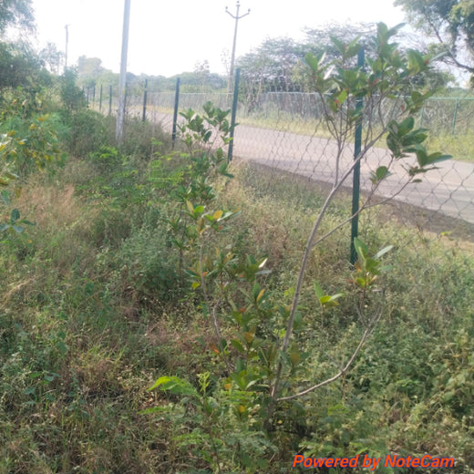 Azbil's Urban Forest Initiative: Empowering Employees, Enriching Ecosystems – 1 year
