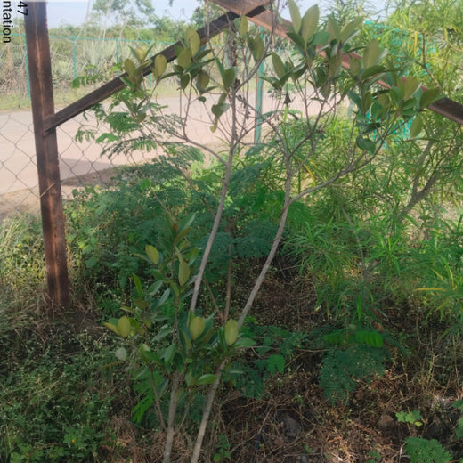 Azbil's Urban Forest Initiative: Empowering Employees, Enriching Ecosystems – 1 year
