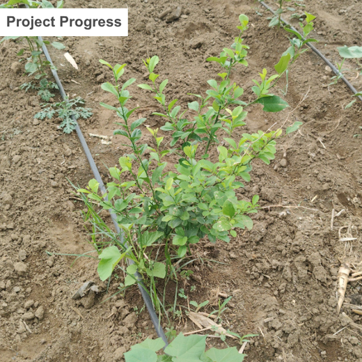 B77: Celebrating Fashion and Nature with Every Tree Planted – 6 months