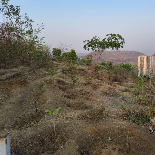 Planting a Greener Future: Bajaj Allianz General Insurance’s Vision – 6 months
