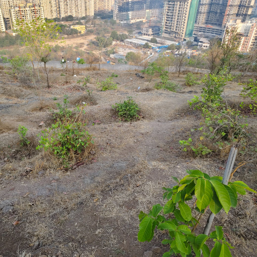 Planting a Greener Future: Bajaj Allianz General Insurance’s Vision – 6 months