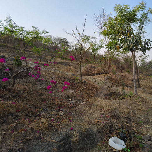 Planting a Greener Future: Bajaj Allianz General Insurance’s Vision – 6 months