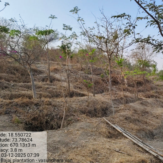 Planting a Greener Future: Bajaj Allianz General Insurance’s Vision – 6 months