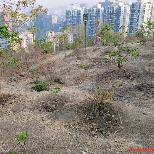 Planting a Greener Future: Bajaj Allianz General Insurance’s Vision – 6 months