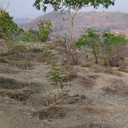 Planting a Greener Future: Bajaj Allianz General Insurance’s Vision – 6 months