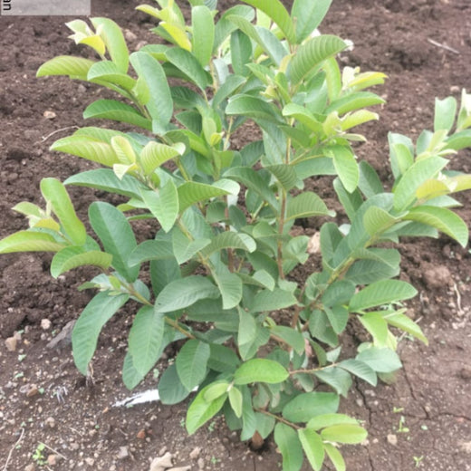 Agroforestry for a Sustainable Tomorrow: Bajaj Allianz General Insurance's ESG Initiative – 2 years